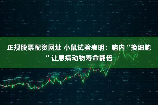 正规股票配资网址 小鼠试验表明：脑内“换细胞”让患病动物寿命翻倍